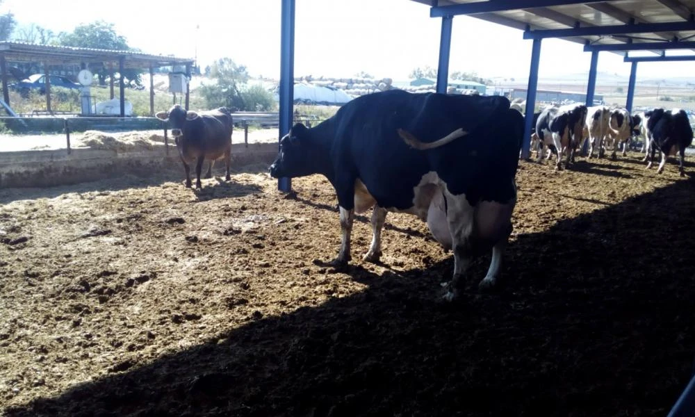 Διεστραμμένος άντρας έμπαινε σε φάρμα και βίαζε αγελάδες